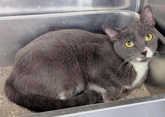 LEAFEON - Domestic Short Hair available for adoption