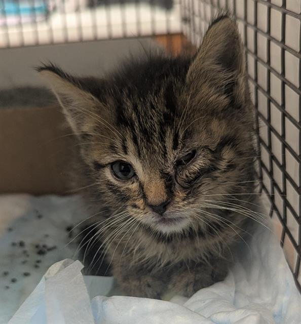 MR. WAFFLES - Domestic Short Hair available for adoption