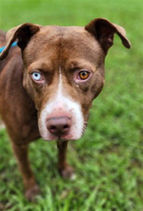 LIL BRO - American Staffordshire Terrier available for adoption