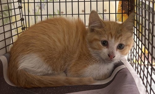 SAILOR - Domestic Short Hair available for adoption