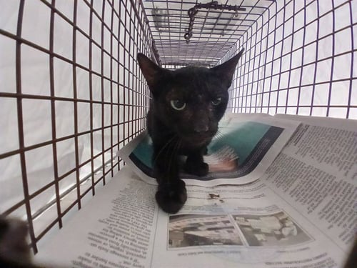 A2478510 - Domestic Short Hair available for adoption