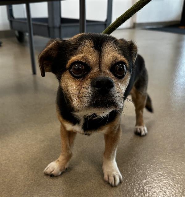 OWEN - Pug / Yorkshire Terrier Yorkie available for adoption