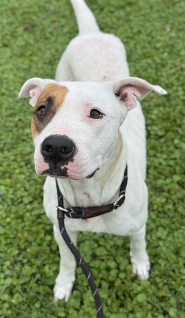 SOPHIE - American Bulldog available for adoption
