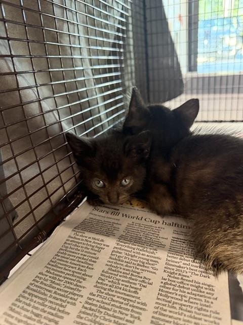 A2481366 - Domestic Short Hair available for adoption