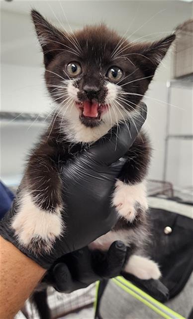 GANDA - Domestic Short Hair available for adoption