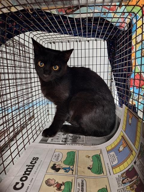 MAE - Domestic Short Hair available for adoption