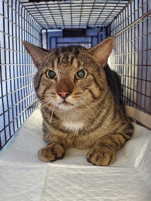 A2481472 - Domestic Short Hair available for adoption