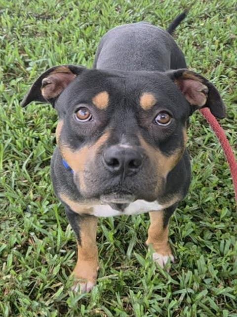 MONTY - American Staffordshire Terrier available for adoption