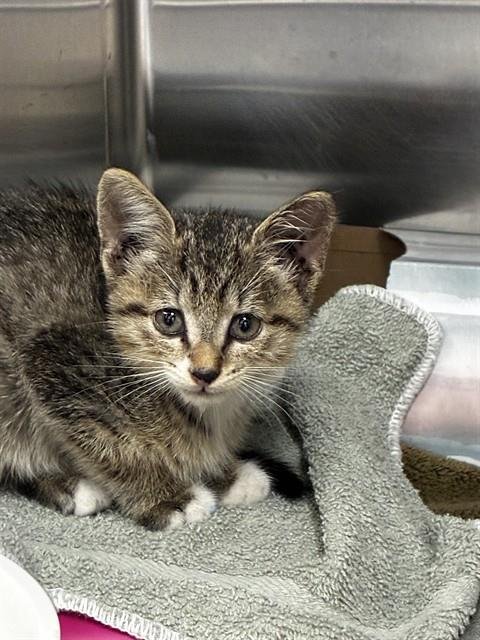 PIPER - Domestic Short Hair available for adoption