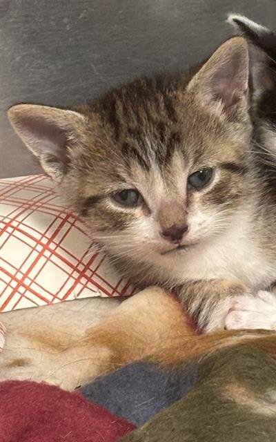 A2478186 - Domestic Short Hair available for adoption