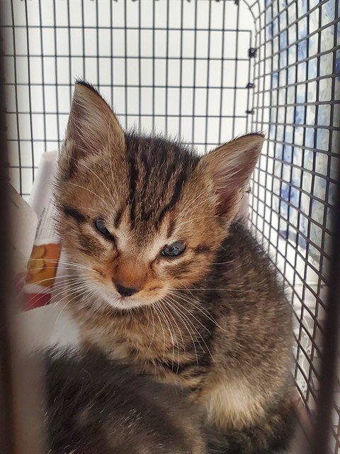 PEEPERS - Domestic Short Hair available for adoption