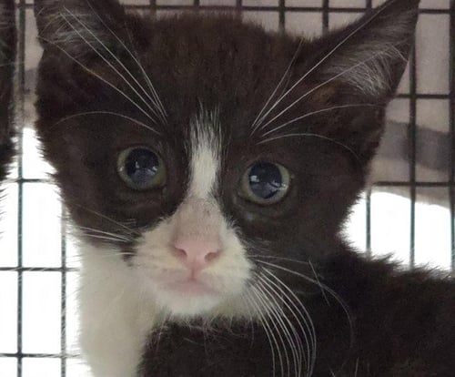 A2477620 - Domestic Short Hair available for adoption