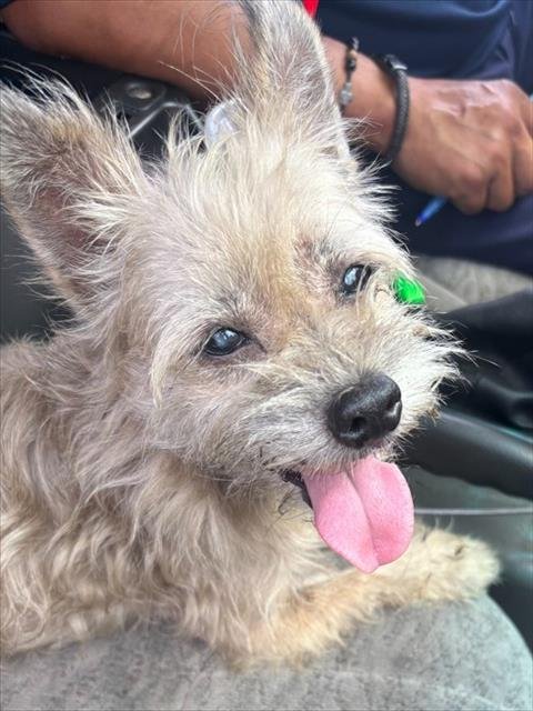 SHORTY - Yorkshire Terrier Yorkie available for adoption