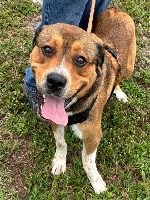 SPRINKLES - German Shepherd Dog available for adoption