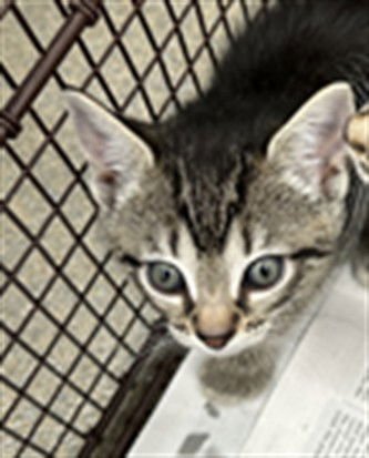 A2472742 - Domestic Short Hair available for adoption