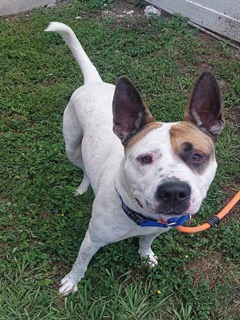 ORION - American Staffordshire Terrier available for adoption