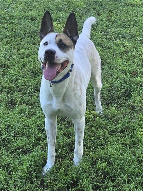 ORION - American Staffordshire Terrier available for adoption