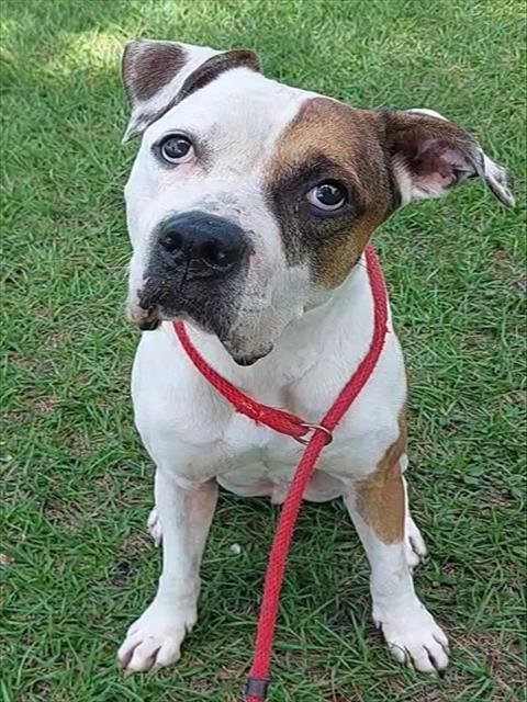 DROOPY - American Bulldog available for adoption