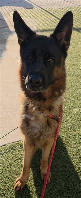 TARZAN - German Shepherd Dog available for adoption