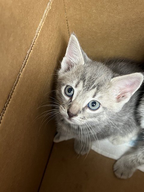 A2476313 - Domestic Short Hair available for adoption