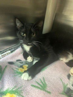 WHISKERS - Domestic Short Hair available for adoption