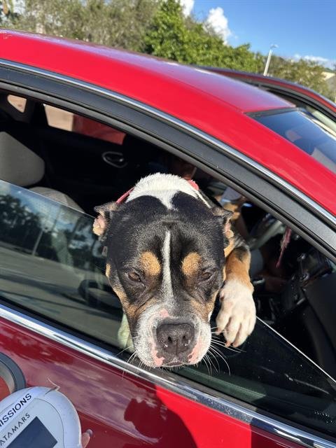 NYLA - American Staffordshire Terrier available for adoption