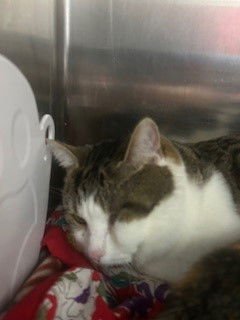 AUGUSTUS - Domestic Short Hair available for adoption