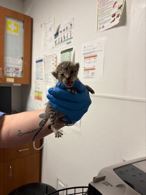 A2472511 - Domestic Short Hair available for adoption