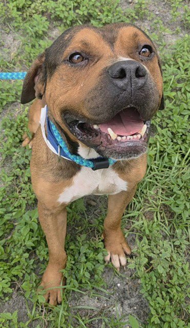 STAN - American Staffordshire Terrier available for adoption