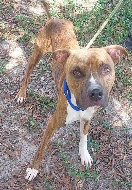 BOYNTON - Boxer available for adoption