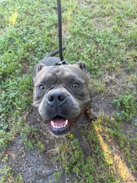 WRANGLER - American Bulldog available for adoption