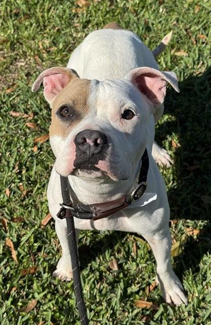 COURTNEY LOVE - American Staffordshire Terrier available for adoption