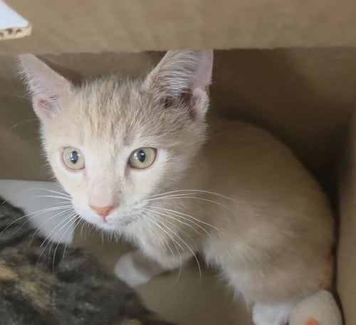 COPPER - Domestic Short Hair available for adoption