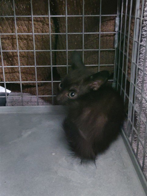 VESPER - Domestic Short Hair available for adoption