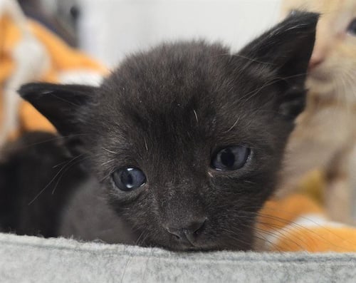 A2475678 - Domestic Short Hair available for adoption