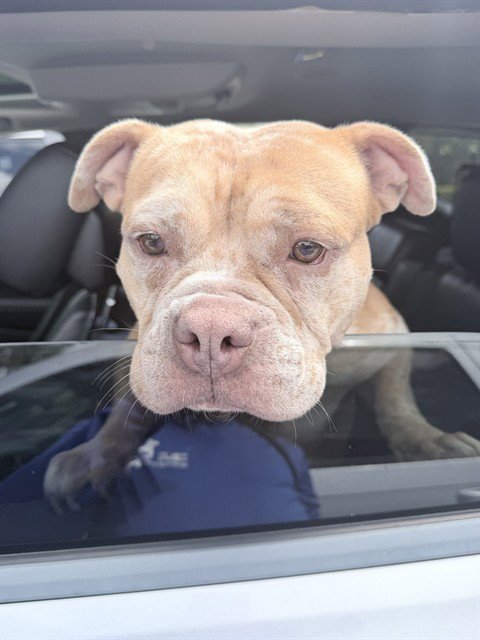 ZURI - American Staffordshire Terrier available for adoption