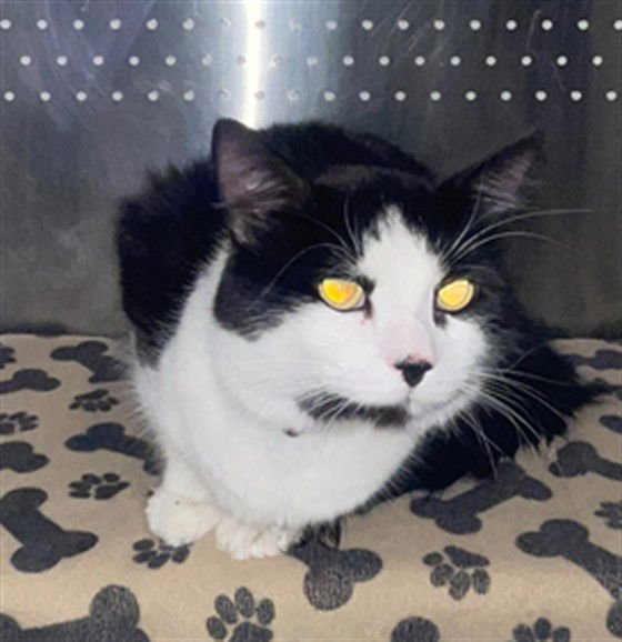 TOM - Domestic Medium Hair available for adoption