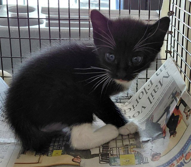 A2480920 Image