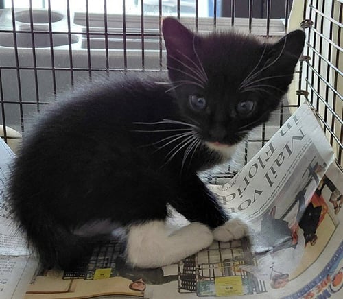 A2480920 - Domestic Short Hair available for adoption