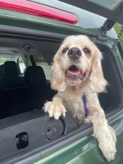 LADY - Cocker Spaniel available for adoption