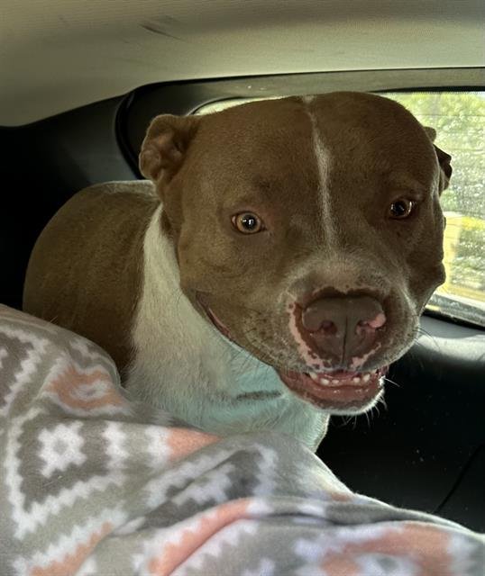 THEO - American Staffordshire Terrier available for adoption