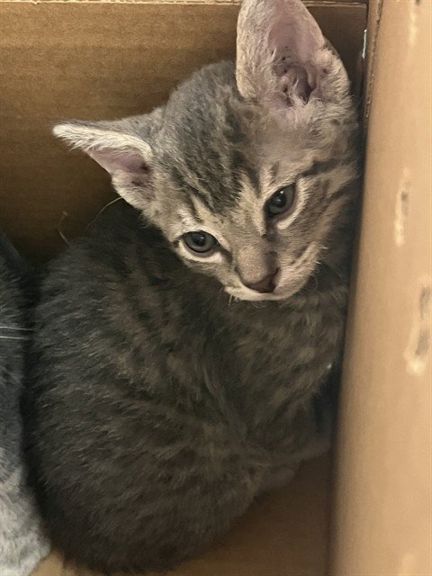 A2476312 - Domestic Short Hair available for adoption