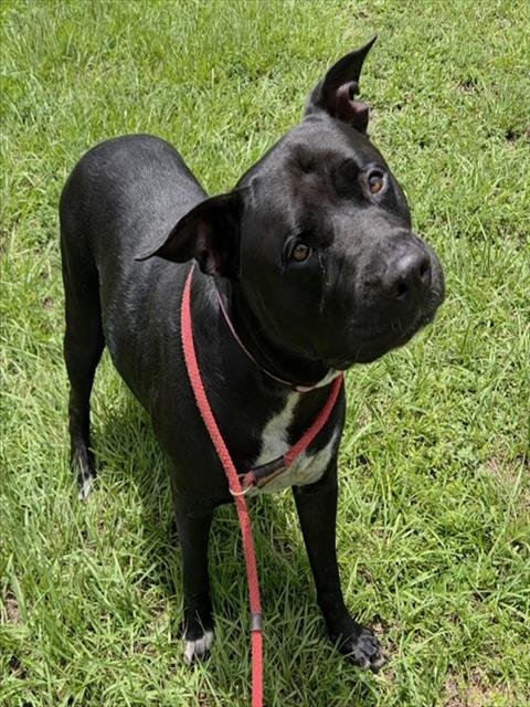 AMOR - American Staffordshire Terrier available for adoption