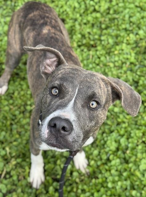 GIRLY - American Staffordshire Terrier available for adoption