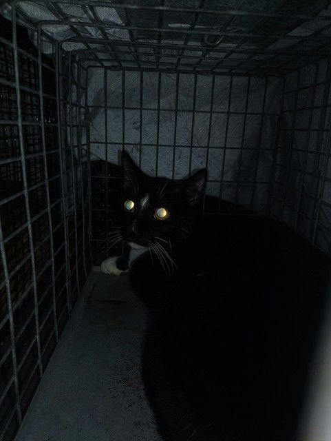 WESLEY - Domestic Short Hair available for adoption