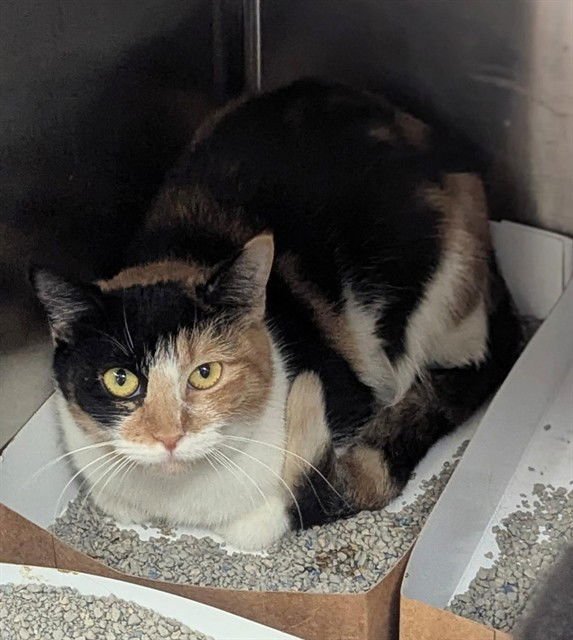 TRIXIE - Domestic Short Hair available for adoption