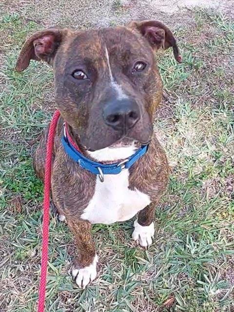TURBO - American Staffordshire Terrier for adoption in Fort Lauderdale