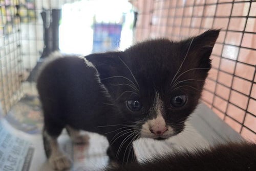 ALICE HARDY - Domestic Short Hair available for adoption