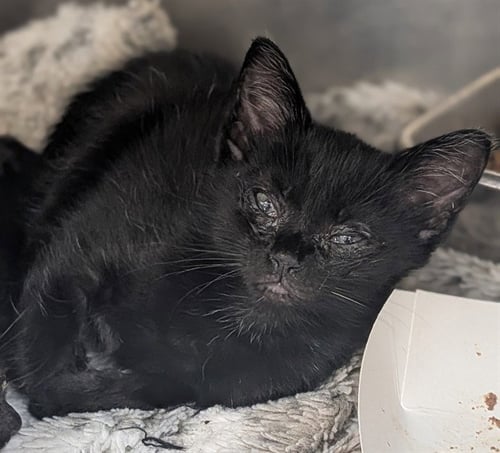 SPOT - Domestic Short Hair available for adoption