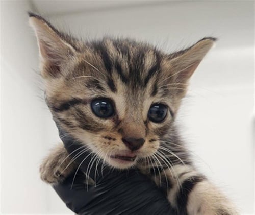 STRYKER - Domestic Short Hair available for adoption
